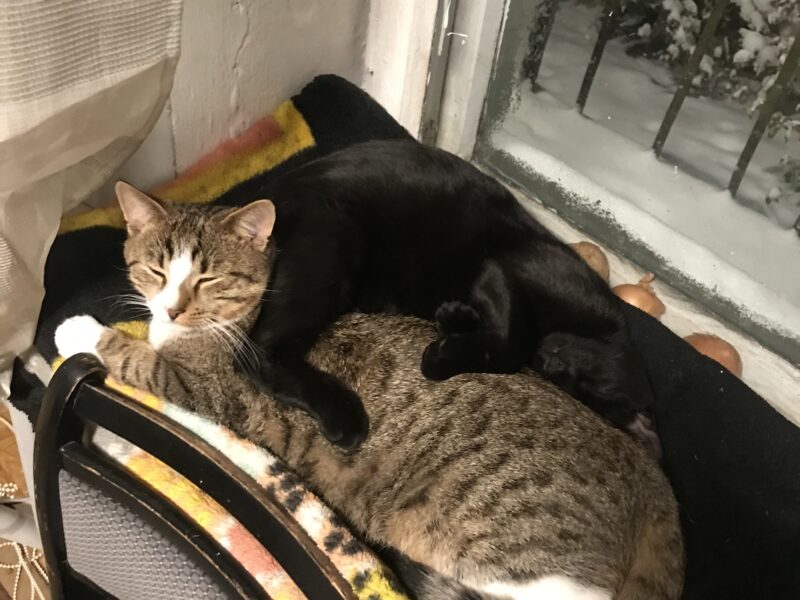 Pomocy zaginął kot