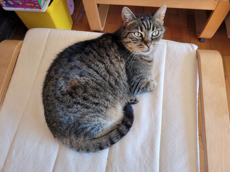 Zaginęła kotka Gruszka