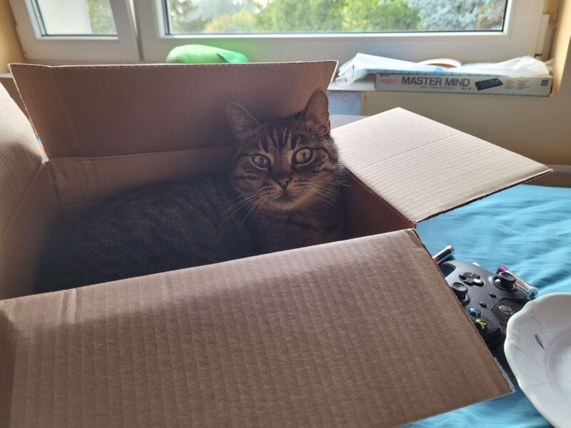 Zaginęła kotka Gruszka