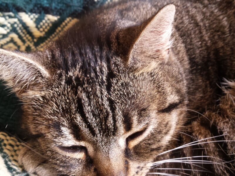 Zaginęła kotka Gruszka