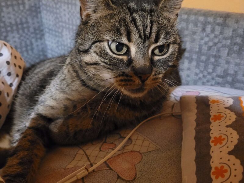 Zaginęła kotka Gruszka