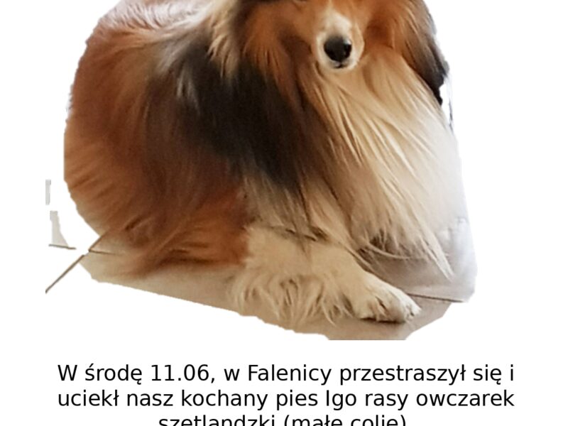 ZAGINĄŁ OWCZAREK SZETLANDZKI IGO!