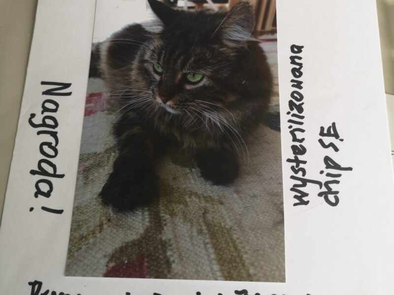 Zaginęła kotka Annabella