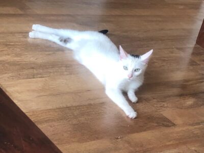 Zaginęła biała kotka Kropcia