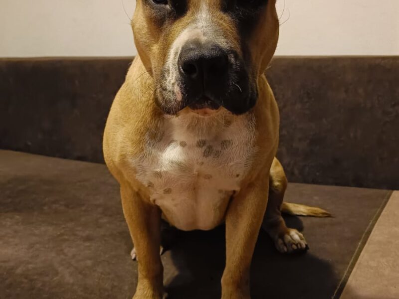 Zaginęła sunia Tequila