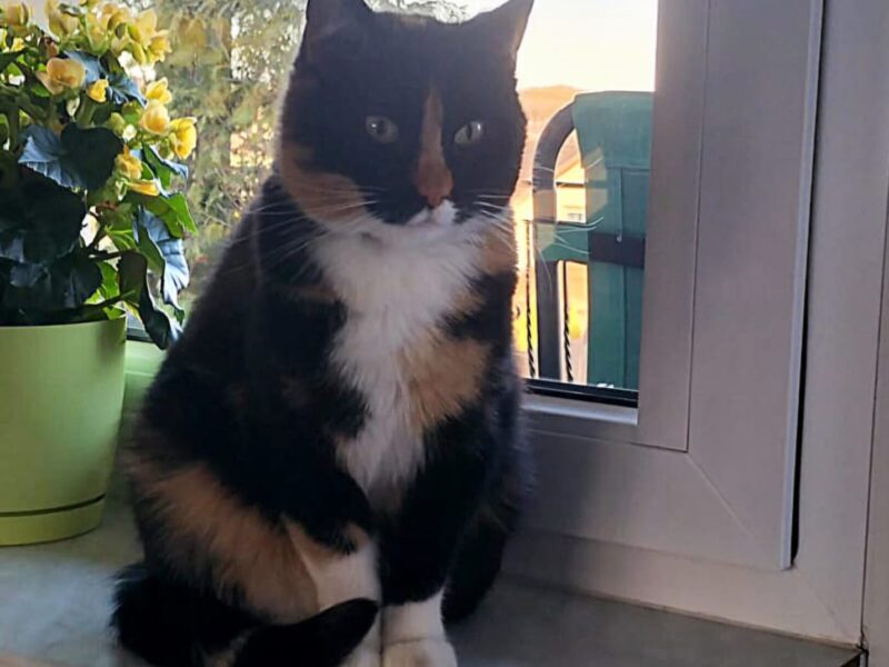 Zaginęła kotka Molly