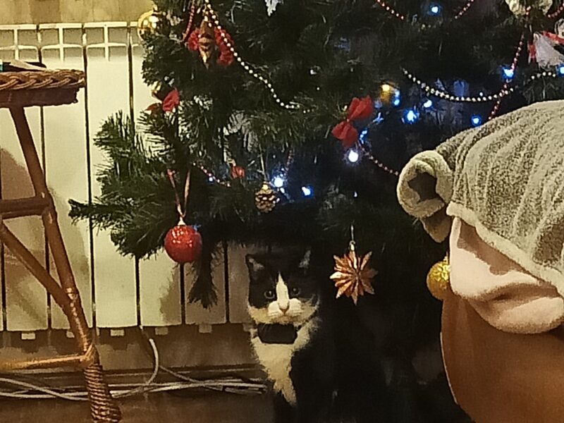 Zaginął kocur Renguś (Młody)