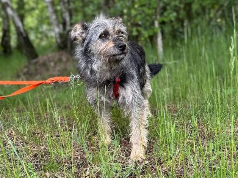 Zaginęła sunia Bajka