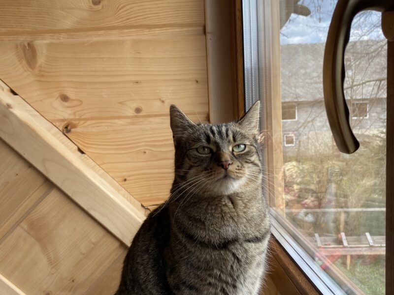 Zaginęła szara pręgowana koteczka