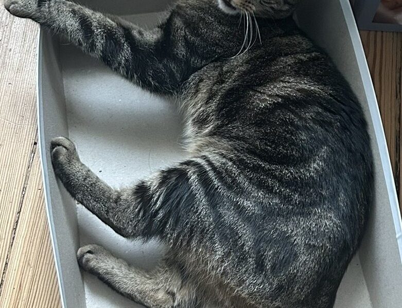 Zaginął kot Gliwice Wójtowa Wieś