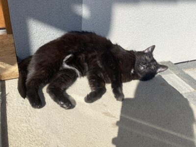 Zaginęła kotka Lusi