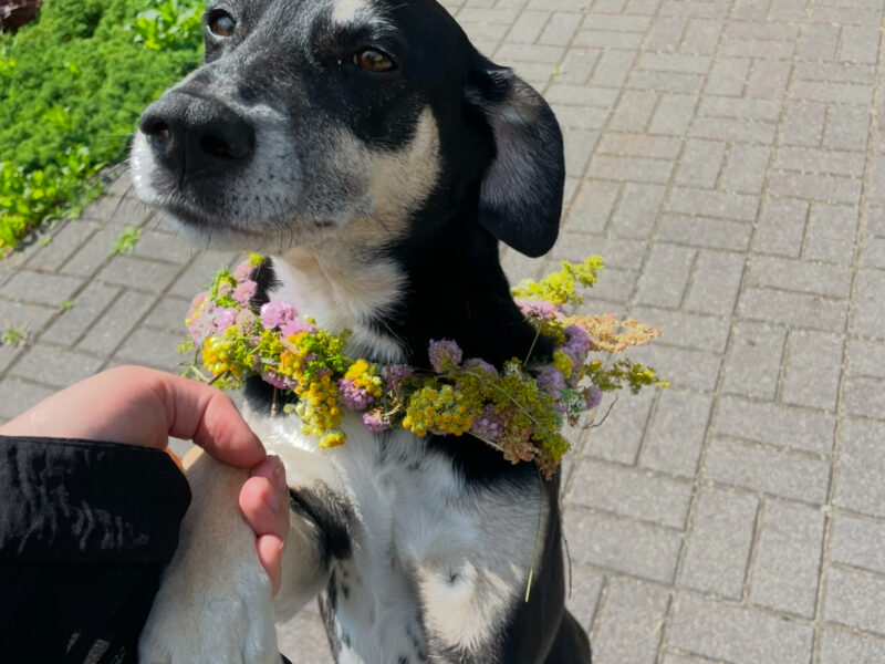 Sunia Szprotka poszukiwana !