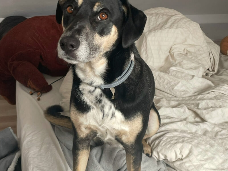 Sunia Szprotka poszukiwana !