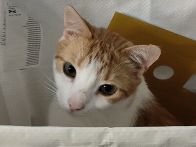 Zaginął kot Tadzik