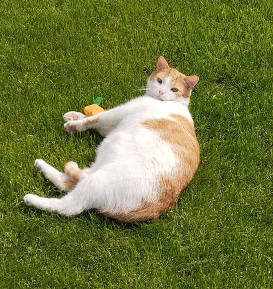 Zaginął kot Tadzik