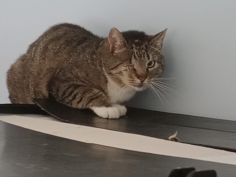 Zaginęła jednooka kotka