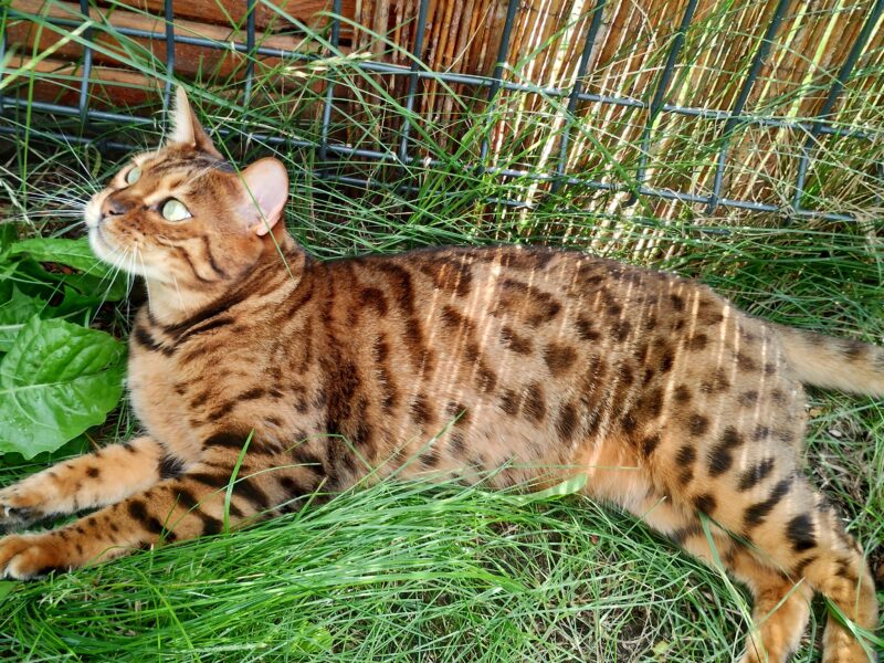 Zaginął nasz ukochany Kocurek