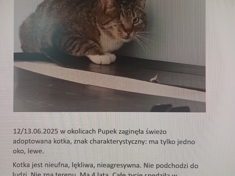 Zaginęła jednooka kotka