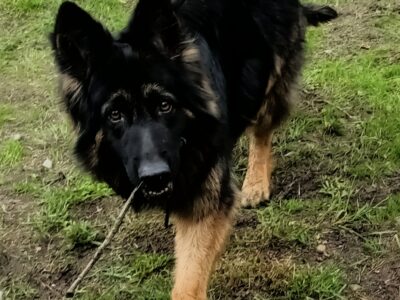 Zaginęła suczka - Owczarek niemiecki długowłosy