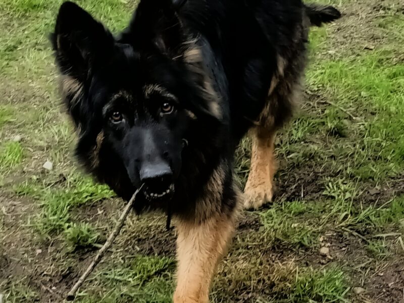 Zaginęła suczka - Owczarek niemiecki długowłosy