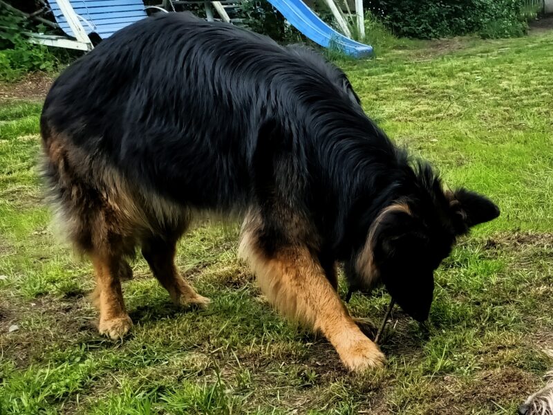 Zaginęła suczka - Owczarek niemiecki długowłosy