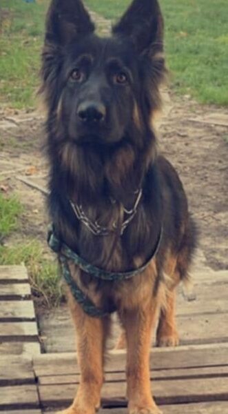 Zaginęła suczka - Owczarek niemiecki długowłosy