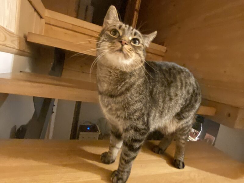 Zaginęła szara pręgowana koteczka