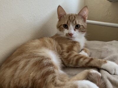 Zaginął kotek Warszawa Mokotów