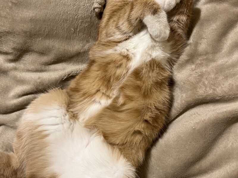 Zaginął kotek Warszawa Mokotów