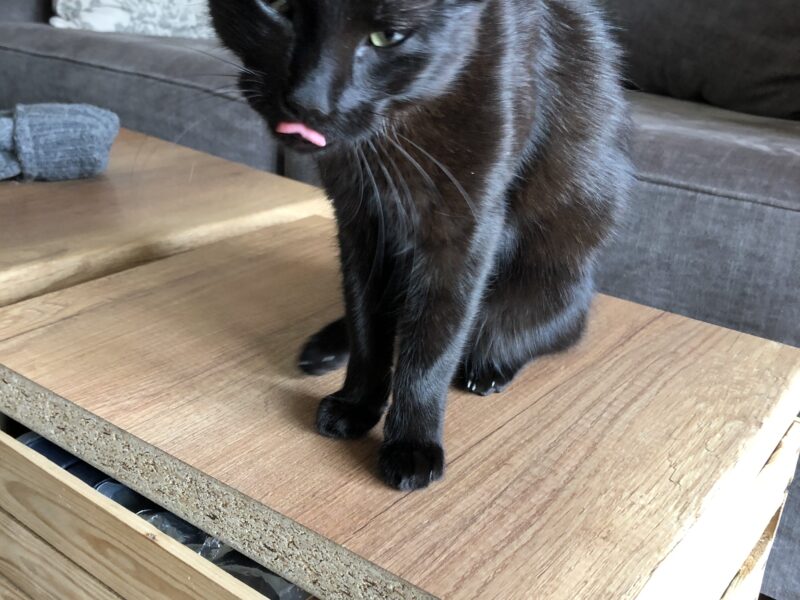 Zaginął czarny kocurek