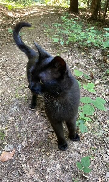 Zaginął czarny kocurek
