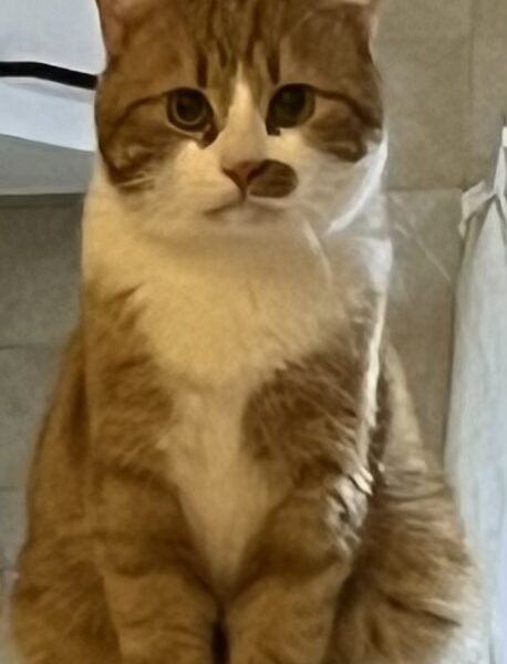 Zaginął kotek Warszawa Mokotów