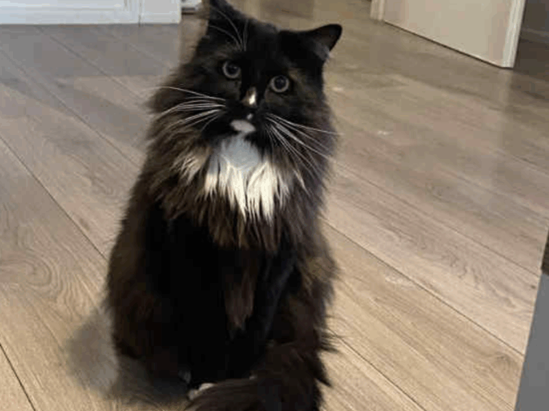 Zaginął kotek Marek