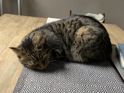 Zaginęła szara pręgowana koteczka