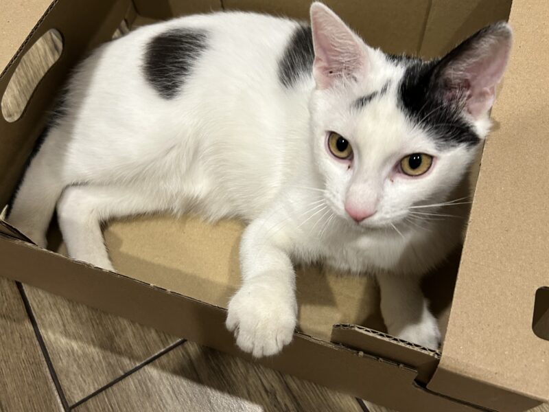 Zaginął kotek Skif