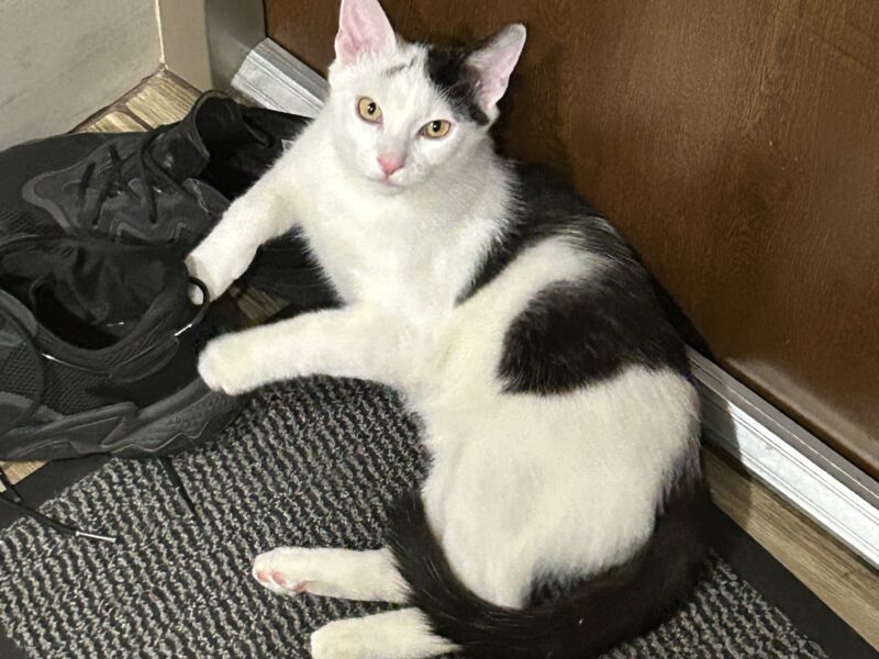 Zaginął kotek Skif