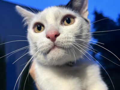 Zaginął kotek Skif