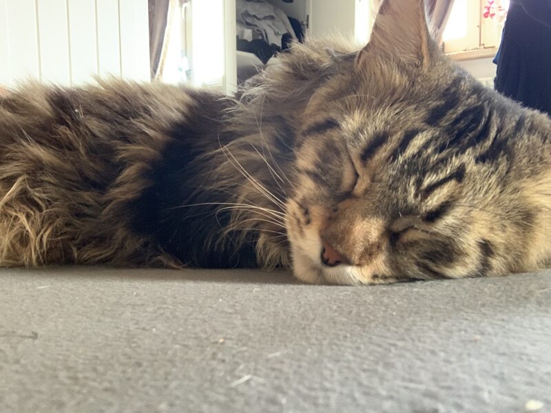 Zaginął Maine Coon Szymek