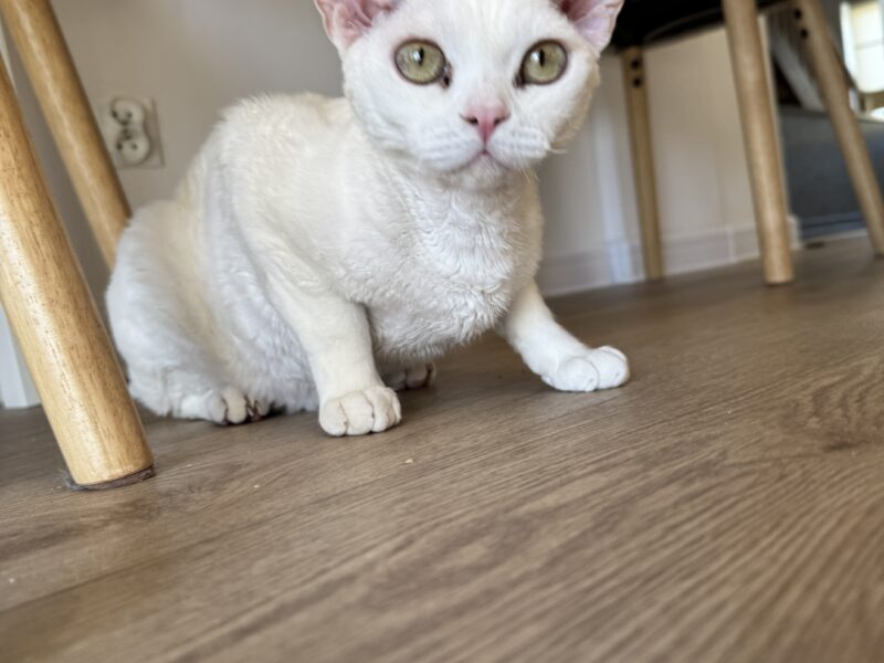 Zaginął kot rasy Devon Rex