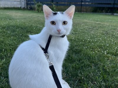 Zaginęła nasza kotka Wanilia