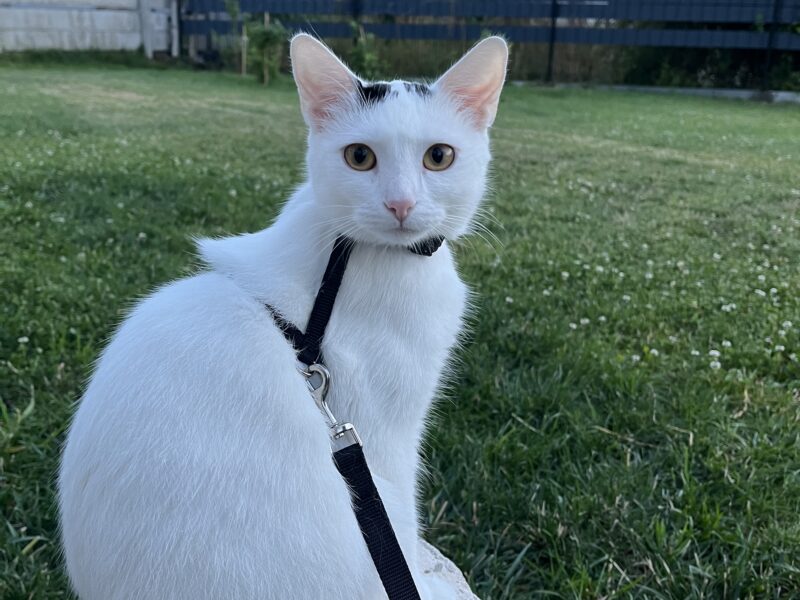 Zaginęła nasza kotka Wanilia