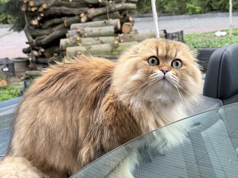 Zaginął Kot Szkocki Zwisłouchy
