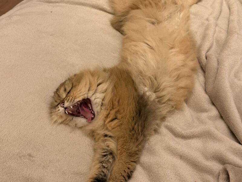 Zaginął Kot Szkocki Zwisłouchy