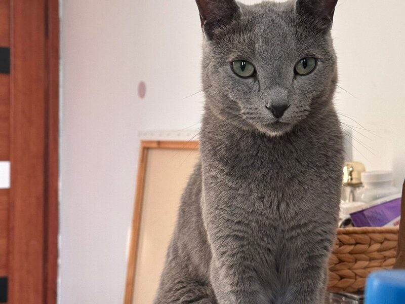 Zaginął kot Peru - ŻORY