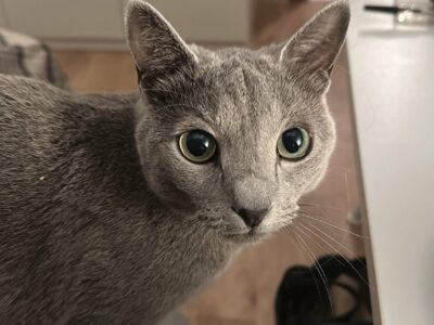 Zaginął kot Peru - ŻORY