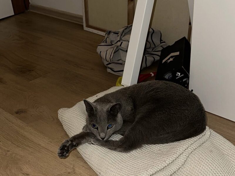 Zaginął kot Peru - ŻORY