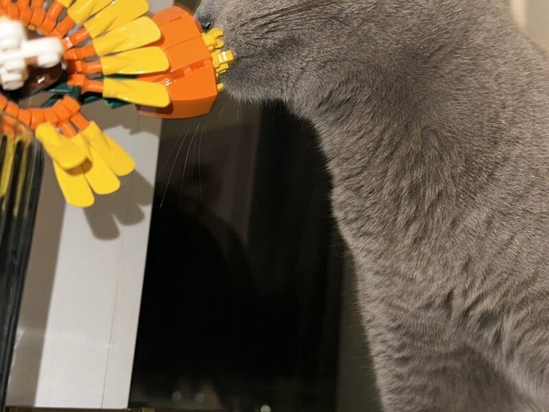 Zaginął kot Peru - ŻORY