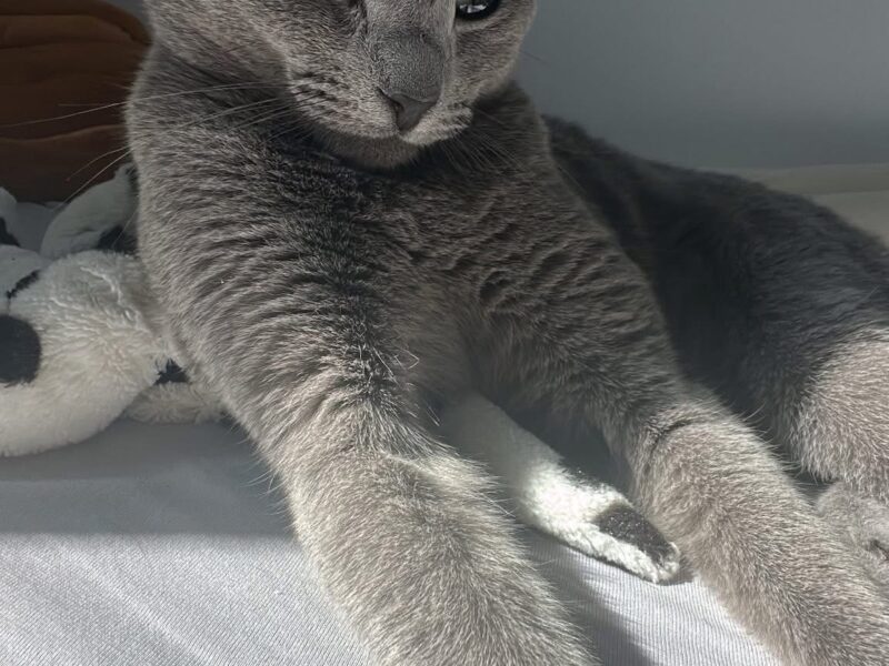 Zaginął kot Peru - ŻORY