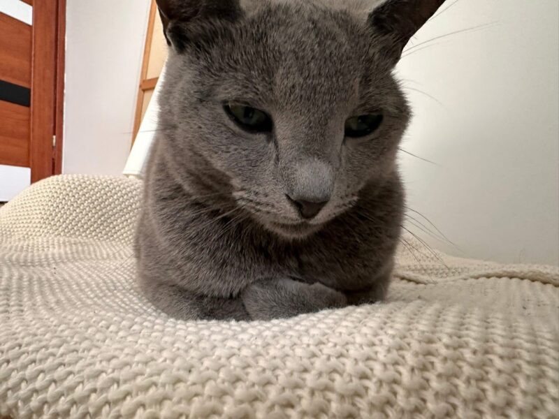 Zaginął kot Peru - ŻORY