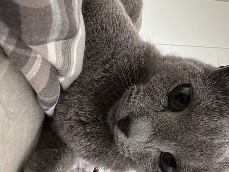 Zaginął kot Peru - ŻORY